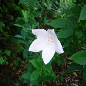 Platycodon grandiflorum ''Fuji Pink'' - zvončnik