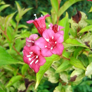 Weigela 'Looymansia Aurea' - vajgelija