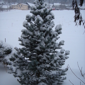 Abies lasiocarpa 'Compacta