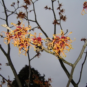 Hamamelis x intermedia 'Jelena'