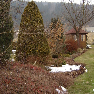 Pogled od Thuja occidentalis 'Sankist' do Prunus serrulata 'Kanzan'