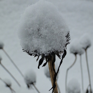 Posušeno socvetje Echiancea purpurea 'Alba'