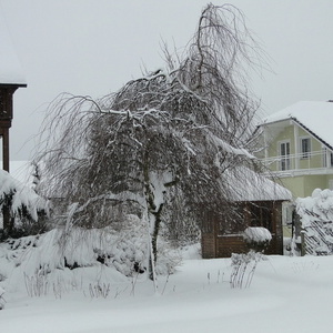 Betula pendula 'Youngii'