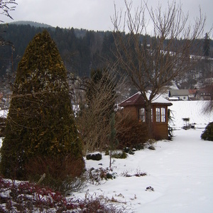 V ospredju Thuja occidentalis 'Sunkist', v ozadju neolistana Prunus serrulata 'Kanzan'