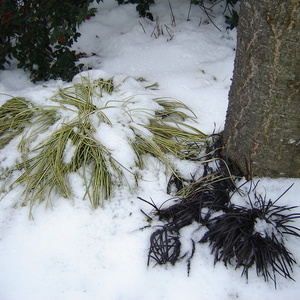 S sengom pokrita Carex haccioensis 'Evergold' in Ophiopogon planiscarpus 'Nigrescens'