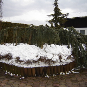 Cedrus atlatica 'Glauca Pendula'