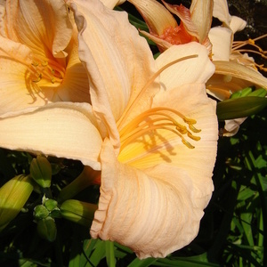 Hemerocallis sp. - maslenica