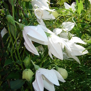 Platycodon grandiflorus 'Fuji White' - zvončnik