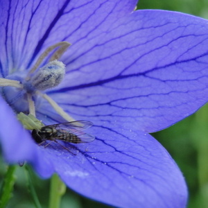 Platycodon grandiflora 'Fuji Blue'