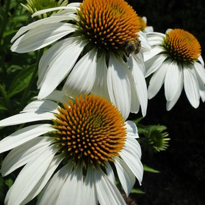 Echinacea purpurea 'Alba'