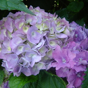 Cvet Hydrangea macrophyla