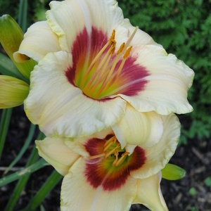 Hemerocallis 'Pandora's Box'