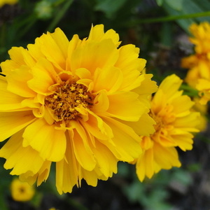 Coreopsis grandiflora 'Early Sunrise'