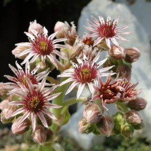 Cvet Sempervivum sp.