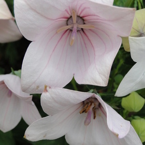 Platycodon grandiflora F1 'Astra Rose'