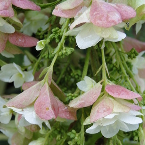 Hydrangea quercifolia