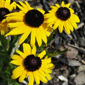 Rudbeckia sp.