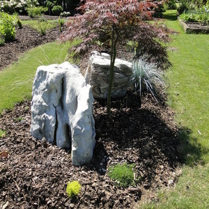 Acer palmatum 'Dissectum Garnet'