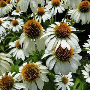 Echinacea purpurea 'Alba'