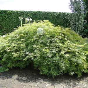 Acer palmatum 'Dissectum'