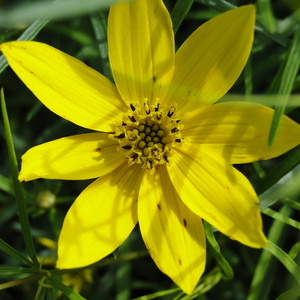 Coreopsis verticilata 'Zagreb'