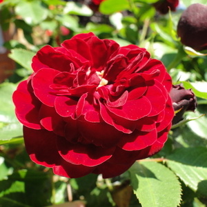 Rosa 'Lavaglut'