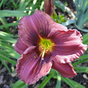 Hemerocallis 'Little Fellow'