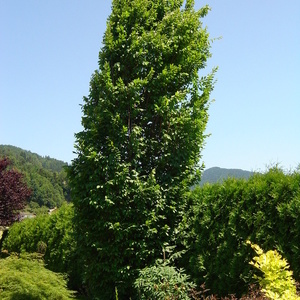 Carpinus betulus 'Fastigiata' - stebrast gaber