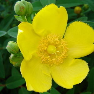 Cvet Hypericum patulum