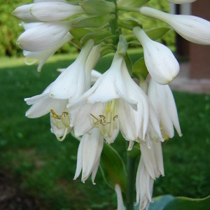 Cvetoča hosta