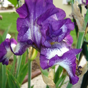 Iris sp.