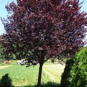 Prunus ceracifera 'Nigra' - okrasna sliva