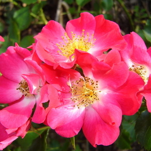 Rosa 'Abendt'