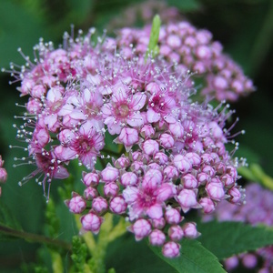 Cvet Spirea jap. 'Little Princess'