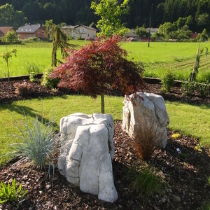 Acer palmatum 'Dissectum Garnet'