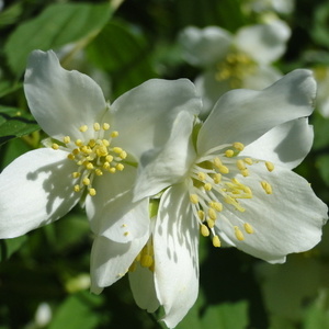 Cvet Philadelphus virginalis