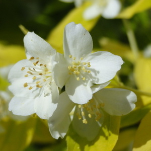 Cvet Philadelphus causacicus 'Aureus'