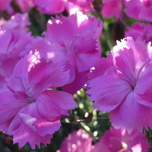 Dianthus sp.