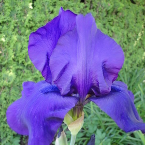 Iris sp.