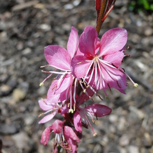 Gaura sp.