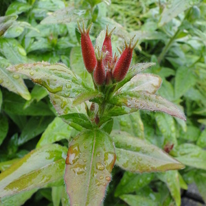 Oenothera tetra gona pred cvetnjem