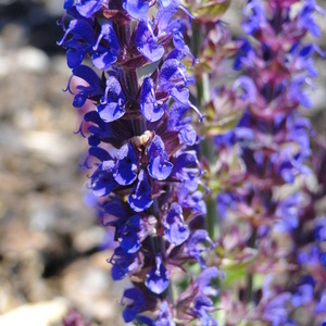 Salvia nemurosa 'Blauhuegel'