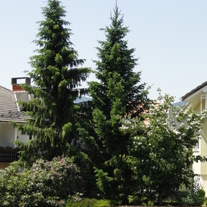 Picea omorika