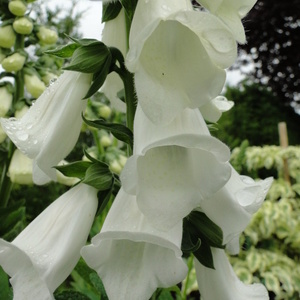 Digitalis grandiflora