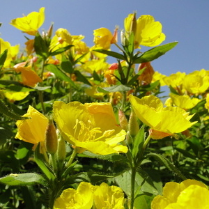 Oenothera tetragona