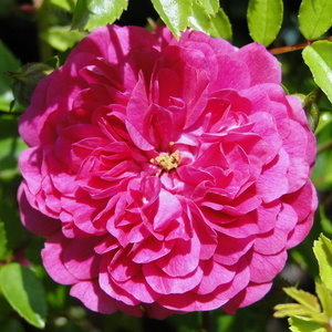 Rosa sp.