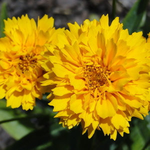 Coreopsis grandiflora 'Early Sunrise'