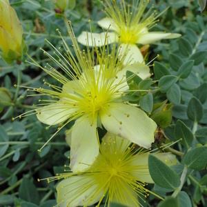 Hypericum sp.