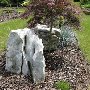 Acer palmatum 'Dissectum Garnet'