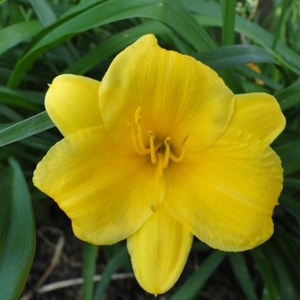 Hemerocallis 'Stella d'Oro'